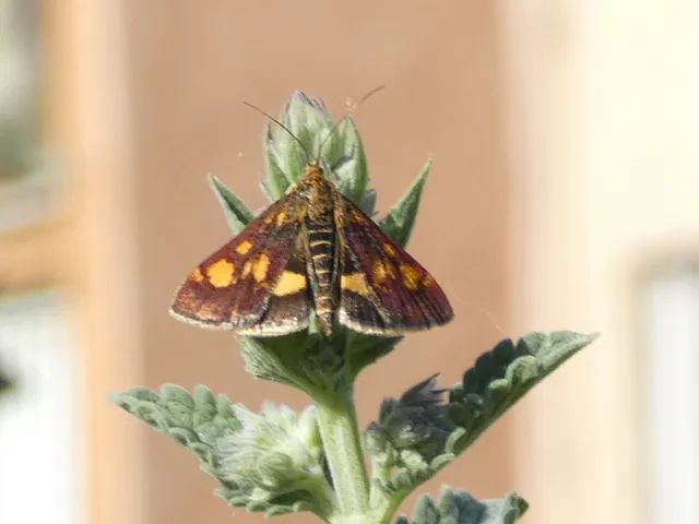 Pyrausta