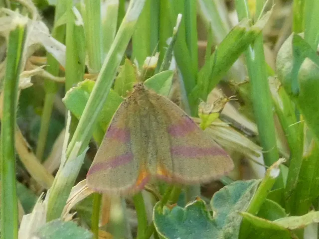 Lythria purpuraria - bíborsávos araszoló