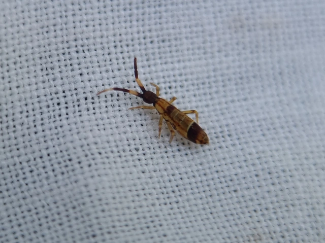 Collembola - Ugróvillások