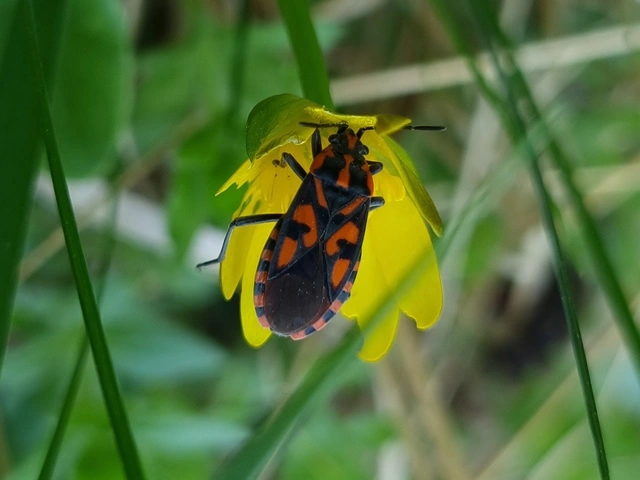 Spilostethus saxatilis - virágbodobács