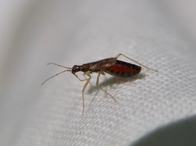 Dicyphus