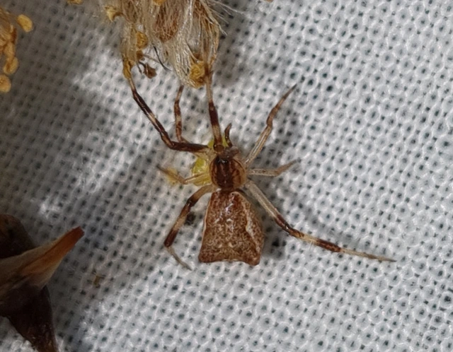 Episinus angulatus