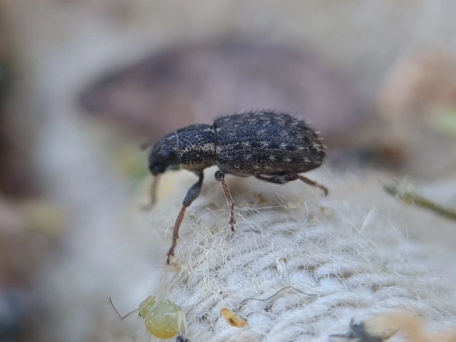 Sitona hispidulus - szőrös csipkézőbogár