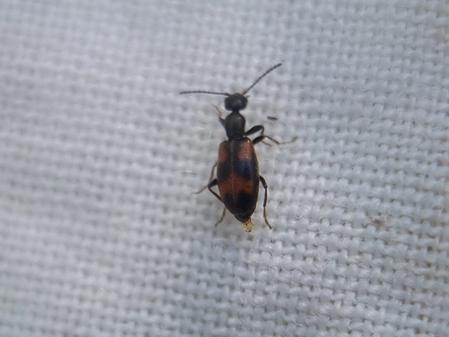 Anthicus antherinus - közönséges fürgebogár