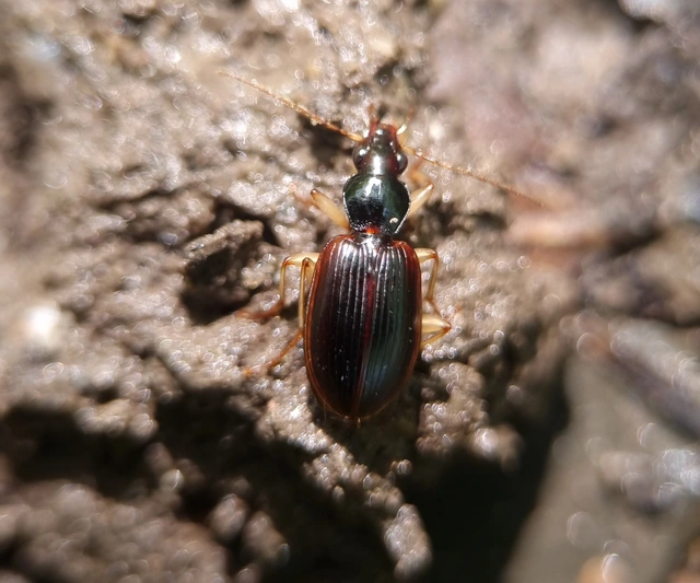 Paranchus albipes - sárgalábú kisfutó