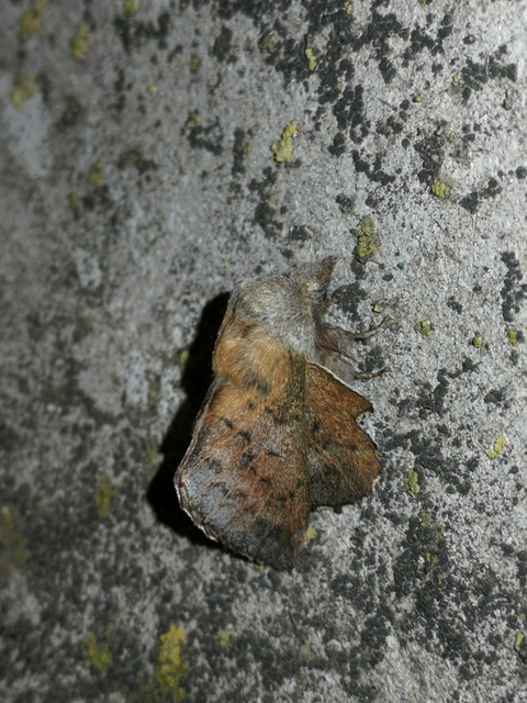 Phyllodesma tremulifolia - nyárlevélpohók