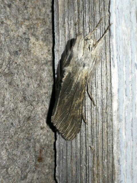 Cucullia chamomillae - székfű-csuklyásbagoly