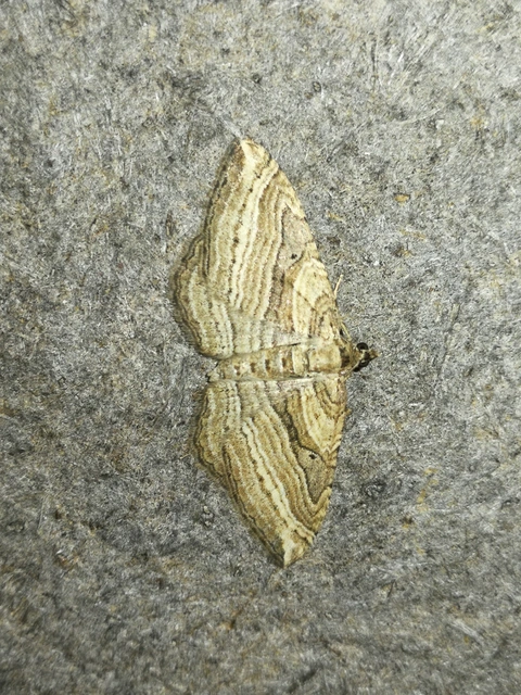 Costaconvexa polygrammata - soksávú araszoló