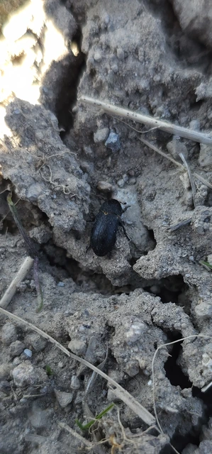 Dermestes laniarius - gyászos porva Dermestes laniarius - gyászos porva