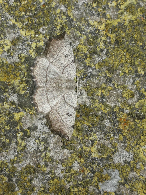 Eilicrinia trinotata - háromjegyű araszoló