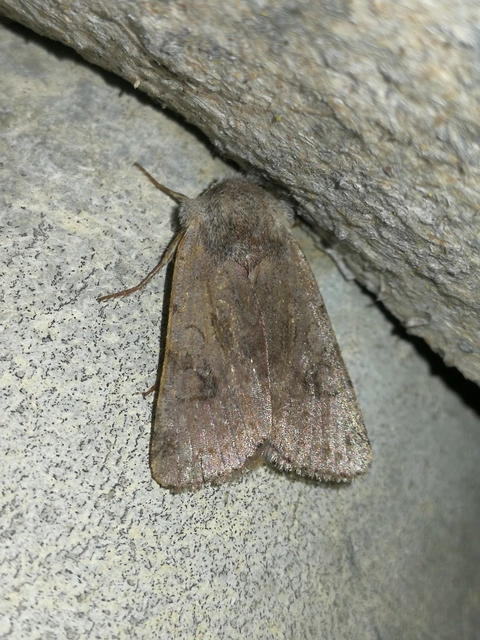 Cerastis rubricosa - vörhenyes tavaszibagoly