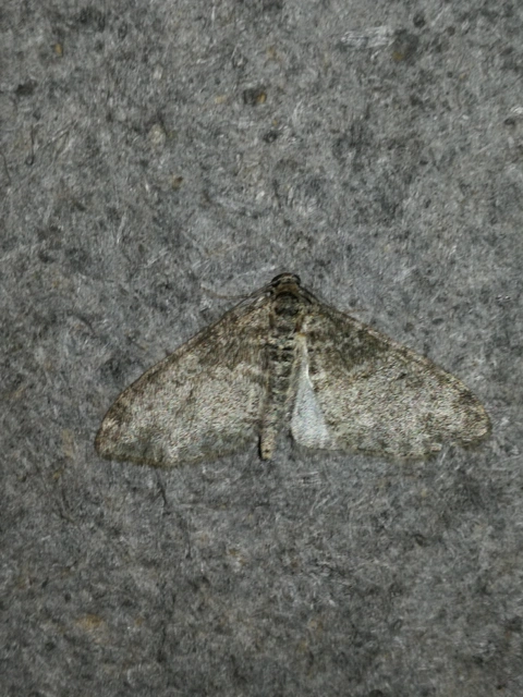 Lobophora halterata - szárnyfüggelékes araszoló