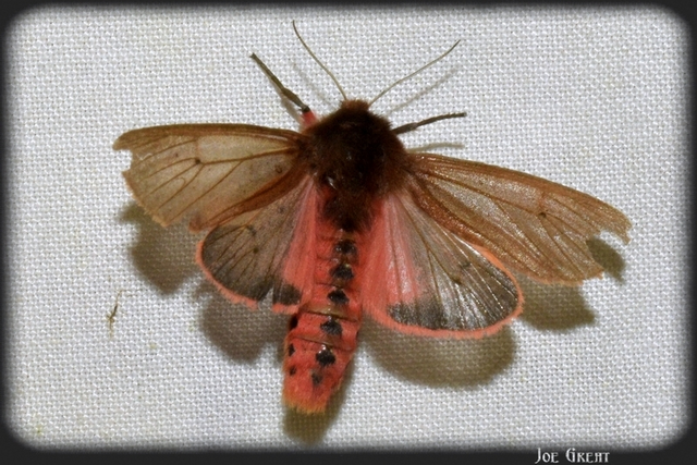 Phragmatobia fuliginosa - füstös medvelepke