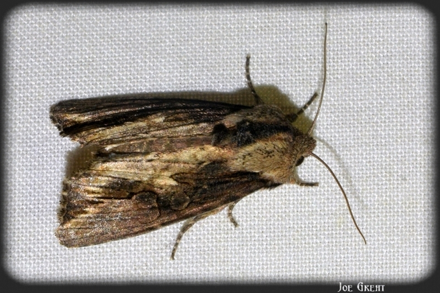 Egira conspicillaris - változékony szürkebagoly