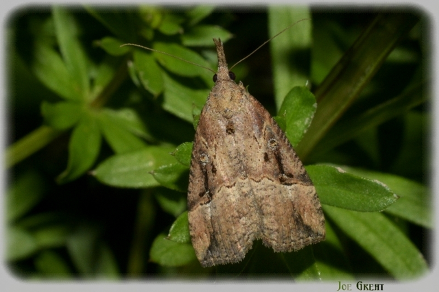 Hypena rostralis - közönséges karcsúbagoly