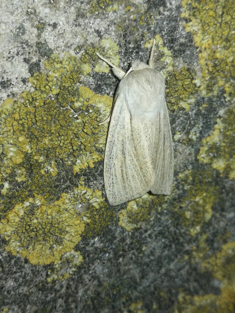 Simyra albovenosa - mocsári lándzsásbagoly