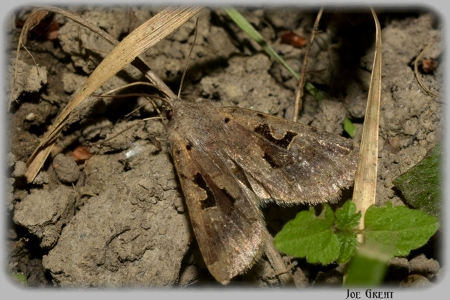 Orthosia gothica - feketefoltos barkabagoly