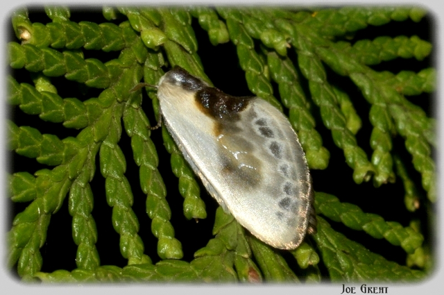 Cilix glaucata - törpe sarlósszövő