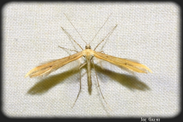 Pterophoridae - tollasmolyfélék