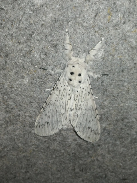 Cerura erminea - hermelin-púposszövő