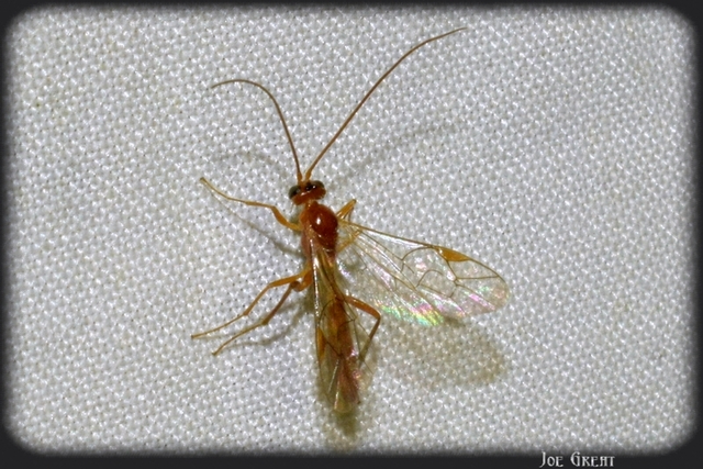 Hymenoptera - Hártyásszárnyúak