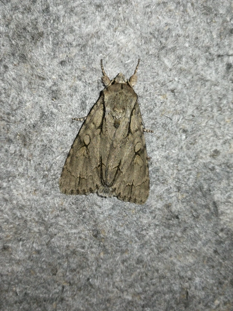 Acronicta cuspis/tridens/psi