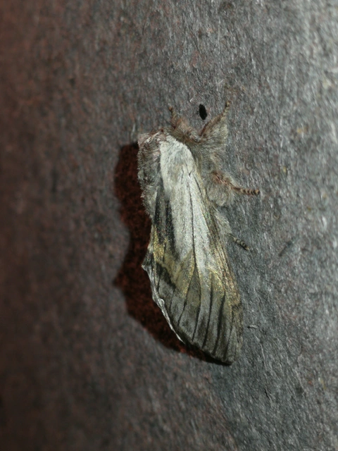Harpyia milhauseri - pergamen-púposszövő