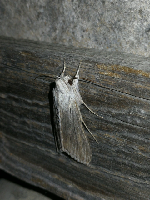 Cucullia chamomillae - székfű-csuklyásbagoly