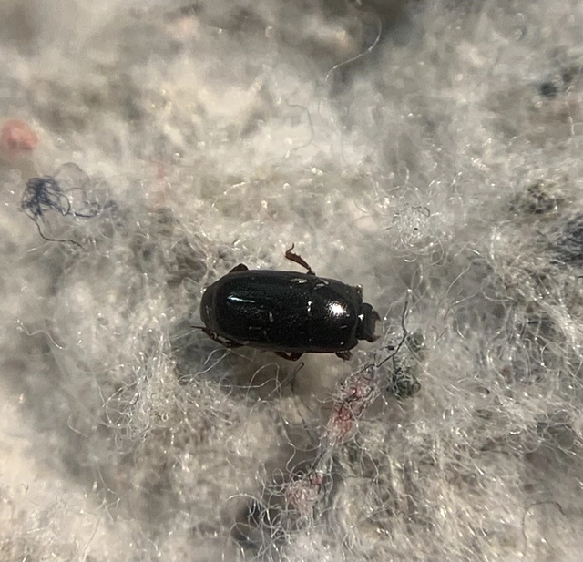 Paromalus parallelepipedus - fenyves-kéregsutabogár