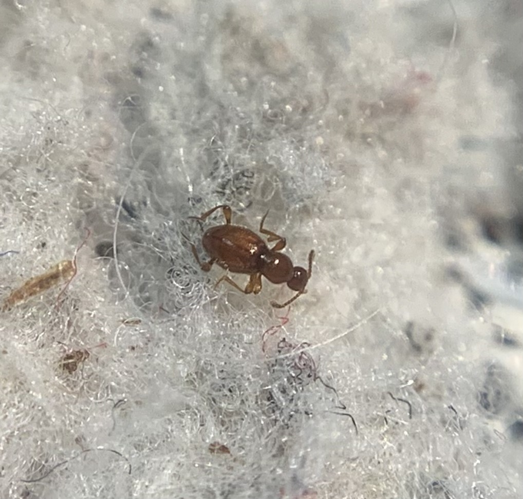Scydmaenus rufus