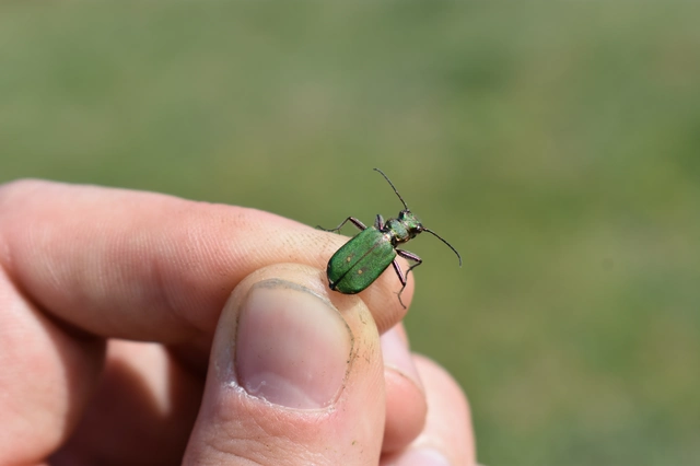 Cicindela campestris - mezei homokfutrinka