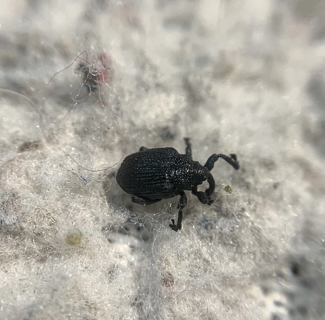 Ceutorhynchus talickyi - pusztai ceutormányos