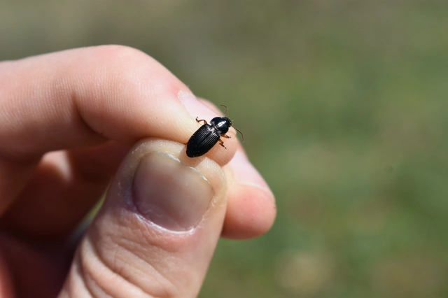 Anisodactylus binotatus - mocsári homlokjegyesfutó
