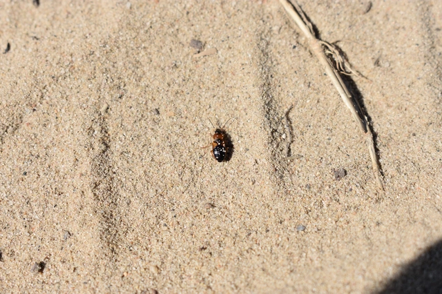 Stenolophus teutonus - nagyfoltos turzásfutó