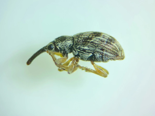Taeniapion urticarium - csalán-cickányormányos