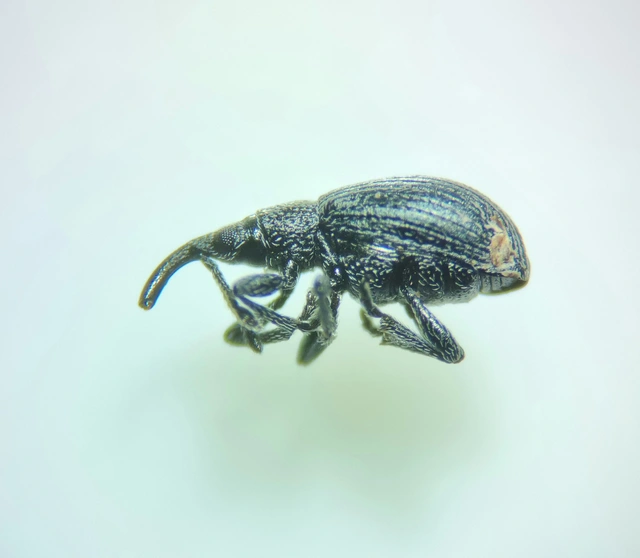 Ceratapion gibbirostre - agyaras cickányormányos Ceratapion gibbirostre - agyaras cickányormányos