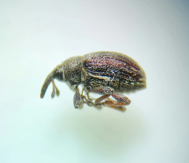 Gymnetron rotundicolle - fémesszőrű veronikaormányos