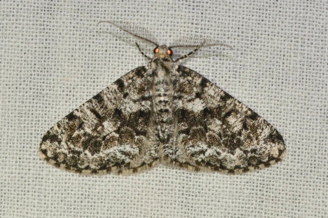 Fagivorina arenaria - bükkfaaraszoló
