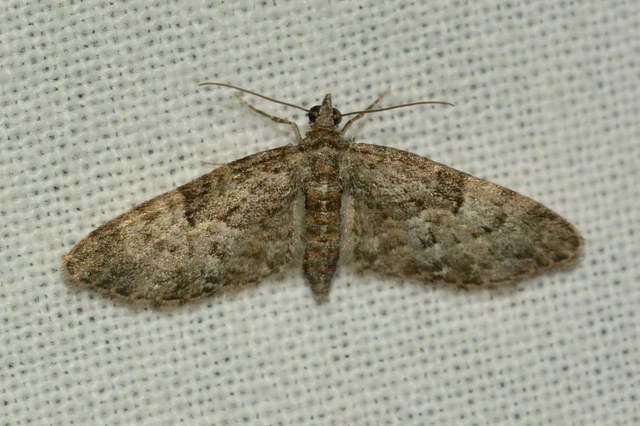 Eupithecia dodoneata - tölgy-törpearaszoló