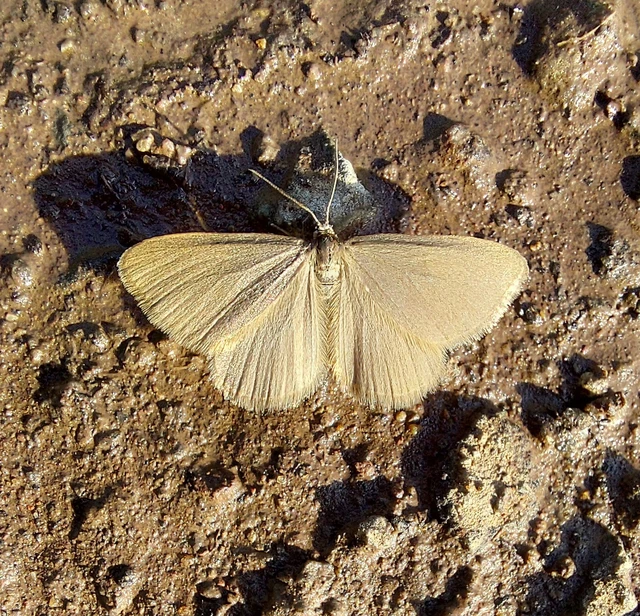 Minoa murinata - kutyatej-araszoló