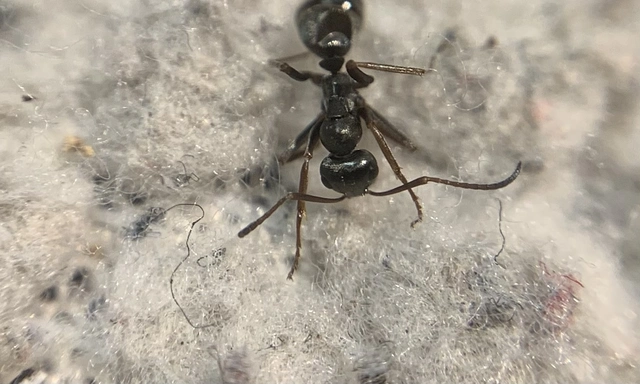 Formica fusca - kormos rabszolgahangya
