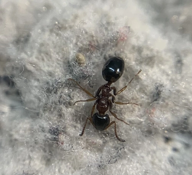 Dolichoderus quadripunctatus - négypettyes erdeihangya