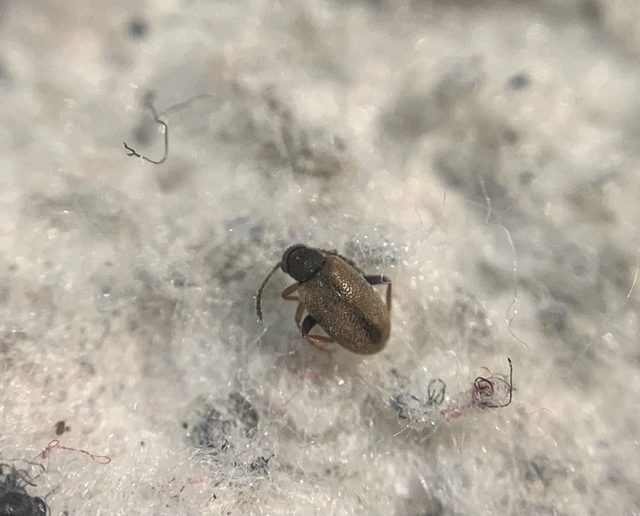 Otolelus pruinosus - deres korhóbogár