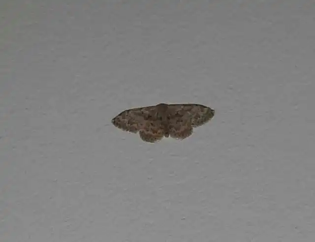 Idaea inquinata - mintás apróaraszoló