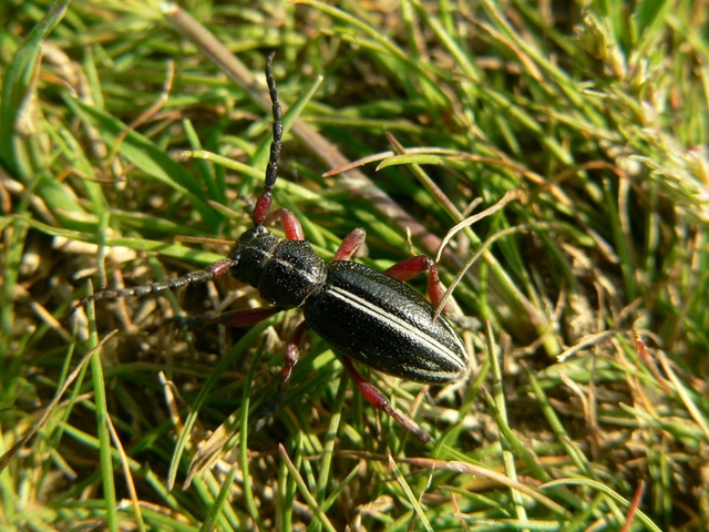 Dorcadion pedestre - kétsávos gyalogcincér