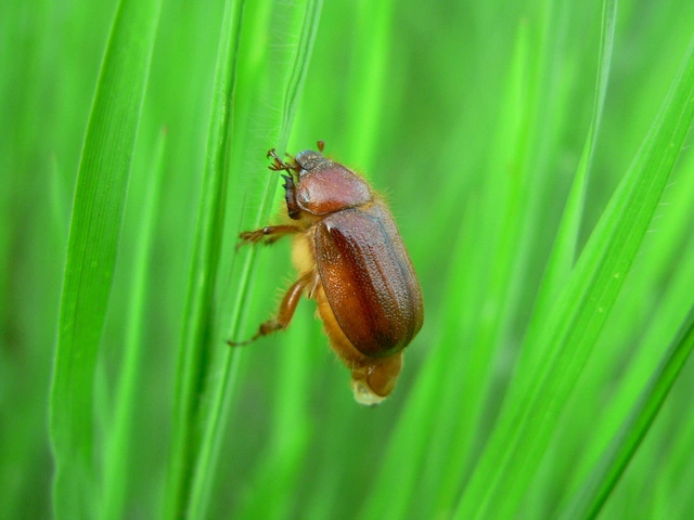 Holochelus aequinoctialis - tavaszeleji cserebogár