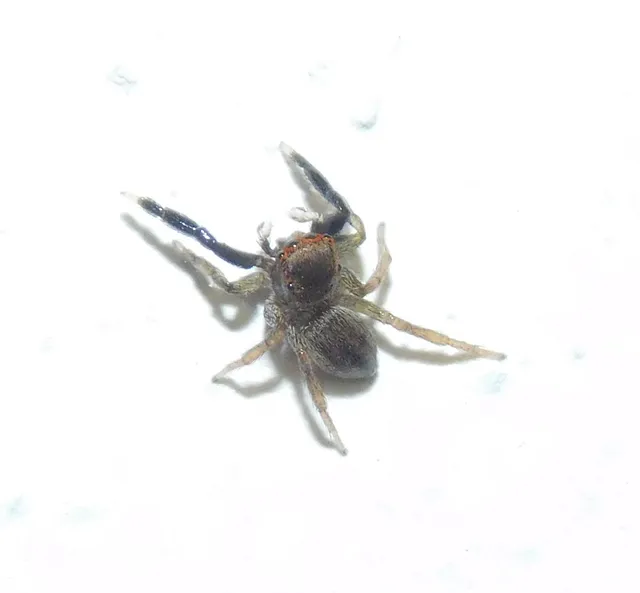 Euophrys frontalis - háromszöges ugrópók