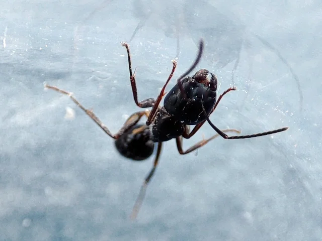 Camponotus fallax - ligeti lóhangya