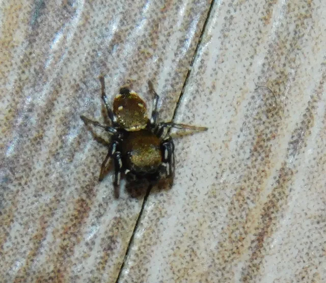 Heliophanus