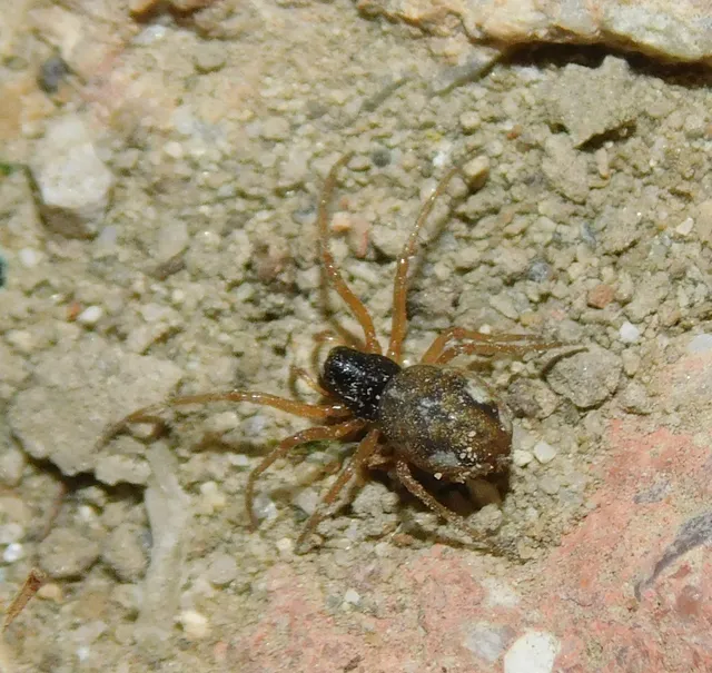 Pachygnatha degeeri